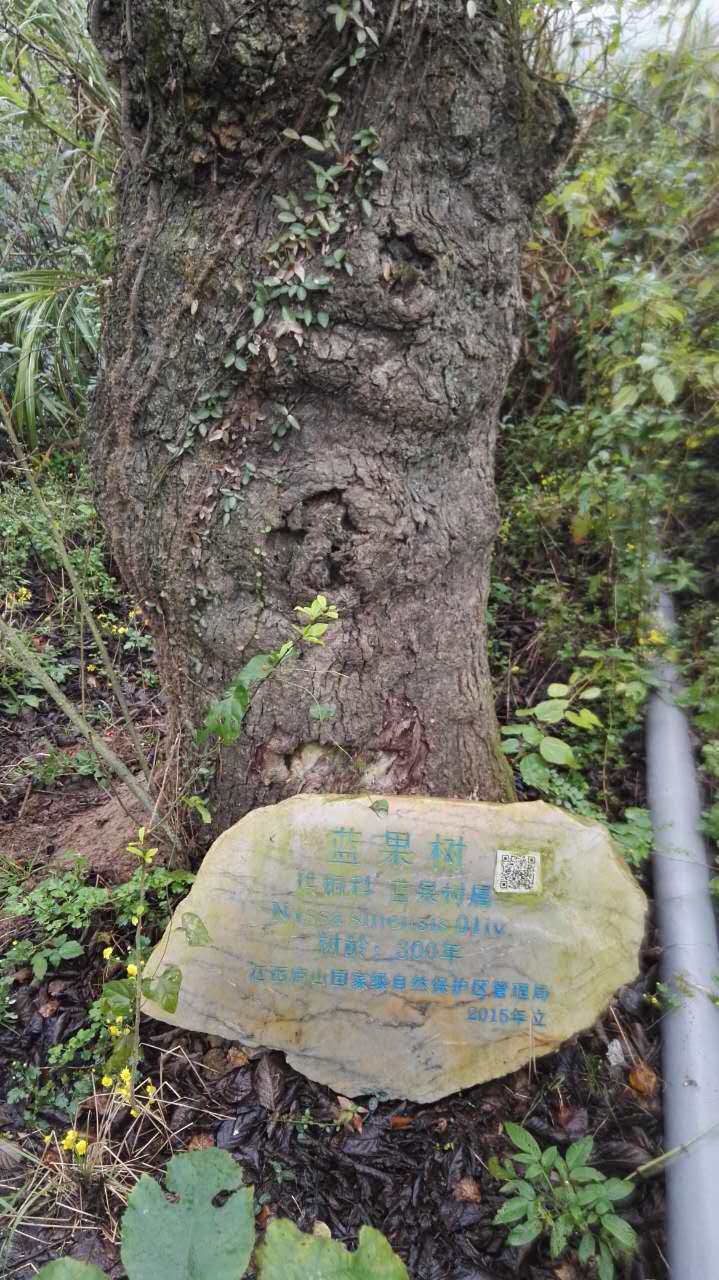 九江庐山古树白蚁防治